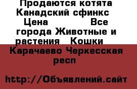 Продаются котята Канадский сфинкс › Цена ­ 15 000 - Все города Животные и растения » Кошки   . Карачаево-Черкесская респ.